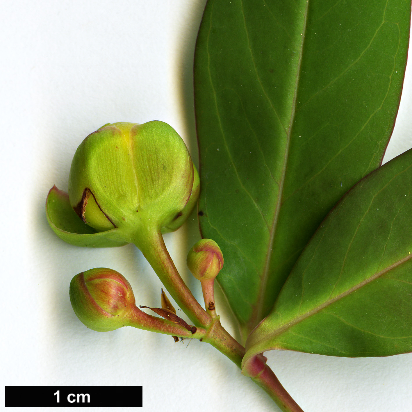 High resolution image: Family: Hypericaceae - Genus: Hypericum - Taxon: wardianum